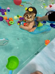 泳池-鱼乐贝贝婴幼儿水育馆(星汇广场店)