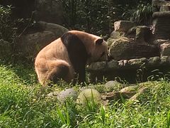 -中国大熊猫保护研究中心雅安碧峰峡基地