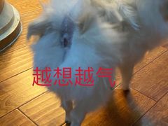-天使宠物医院·犬猫分诊(彩虹店)