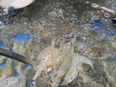 -亚马逊海鲜自助(梅溪湖步步高店)