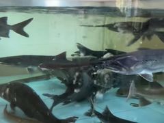 -鲤鱼塘农家山庄