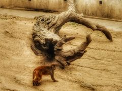 -西安秦岭野生动物园