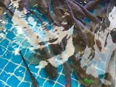 -渡海小渔村.老辈日照菜