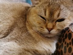 -喵屿·大理花园猫咖