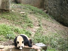 -都江堰中华大熊猫苑