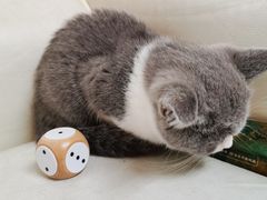 -lincat·猫舍(广州店)