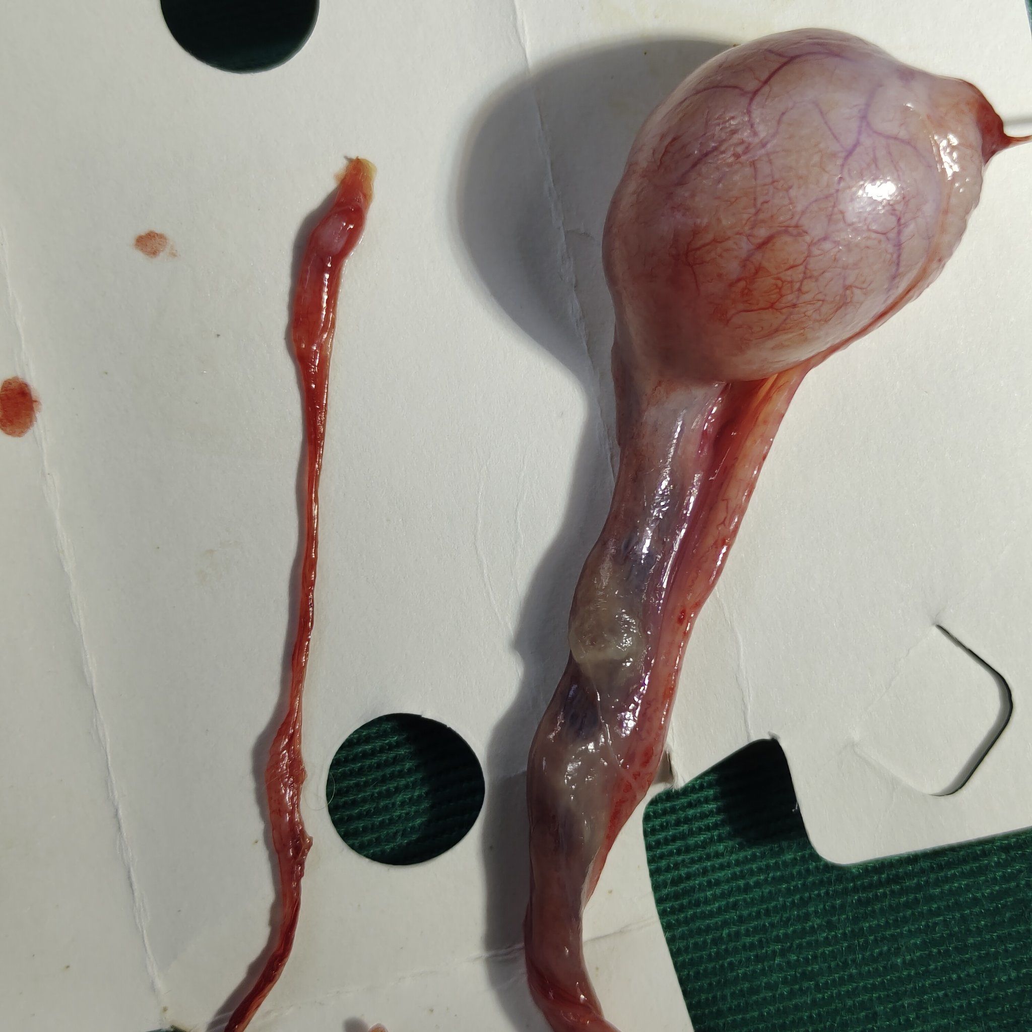 猫咪隐睾,铲屎官必知的隐秘健康危机!