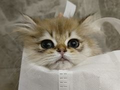 -瑞派动物医院·猫专科·至诚(江南中分院)