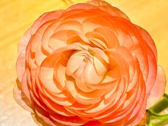 -一坐一忘云南菜(北京skp店)