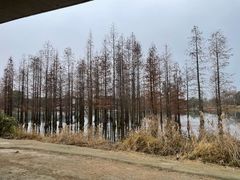 -白鹭湾湿地公园