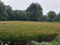-北坞公园