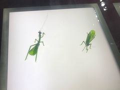 -上海昆虫博物馆