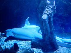 -太平洋海底世界