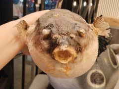 -肆月河豚·新淮扬(金融街店)