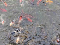 -花洲书院