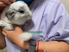 -瑞派·关忠动物医院·异宠专科·犬猫肿瘤·皮肤专科(望京店)