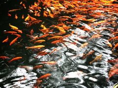 -千岛湖东南湖区