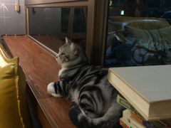 -咖法森林·咖啡  酒吧(天河店)