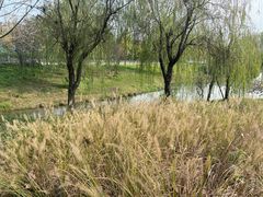 -两河城市森林公园