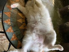 -猫猫幼稚园·撸猫·桌游·电玩