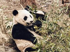 -都江堰中华大熊猫苑