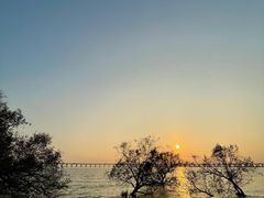 -宝安西湾红树林湿地公园