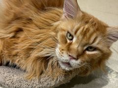 -藏猫猫咖啡主题馆(中央大道店)