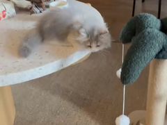 -momokira米努特·德文卷毛猫·棉花面纱犬