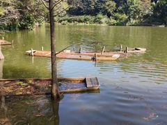 -深圳仙湖植物园