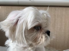 -北京观赏动物医院·24小时大型综合·猫专科·异宠专科