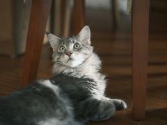 -十年猫舍·猫咪专门店(普陀店)