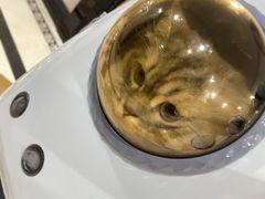 -瑞鹏宠物医院·骨科·猫科·内科(第一中心)