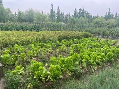 -前小桔亲子创意农场·草莓采摘·露营烧烤