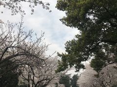 -武汉大学-樱园