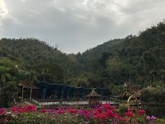 -西双版纳原始森林公园