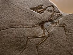 -辽宁古生物博物馆