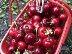 -金鼎雪山牦牛杂火锅(理县总店)