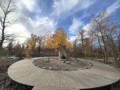 -金塔沙漠胡杨林景区