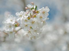 -上海辰山植物园