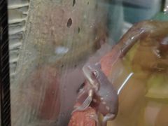 -酷以爬仙阁实体爬宠店·守宫·蜥蜴·专业繁育