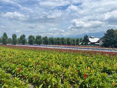 -富田农场