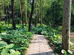 -火炉山森林公园