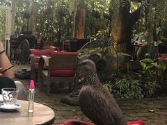 -Fern Forest Cafe