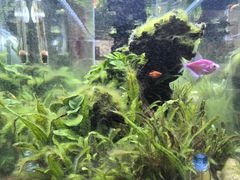 -阿莉餐厅(枣阳路店)