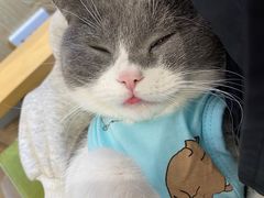 -派联宠物医院·24h·CT·异宠