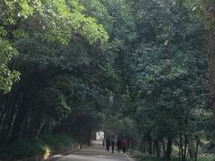 -灵谷景区