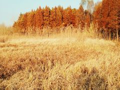 -溱湖国家湿地公园