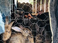 -南汇老顾农家乐采摘大团水蜜桃采摘店