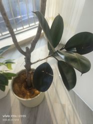 -HEYAN荷妍专业脱毛连锁机构