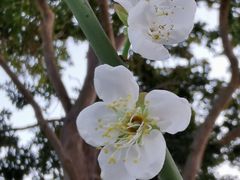 -荔枝公园(福田区)